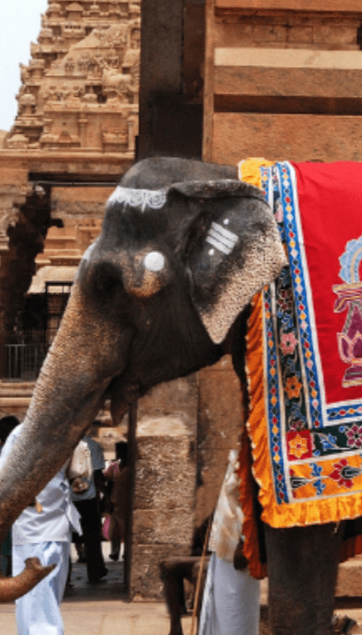 India's new airline Star Air chooses GOOSE to recruit captains | GOOSE Recruitment